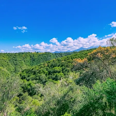 Teniqua Treetops