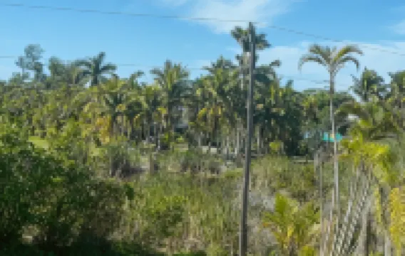 White Orchid Apartments