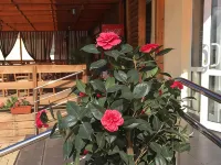 Hotel Volga Hotel di Sol-Iletsk