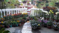 Madhumita Homestay -  Habitaciones en casas particulares