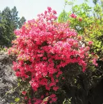 Shokanto Onsen Ryokan Hotels in Owani