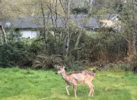 Mayberry Cottage minutes to La Push Beach - 3-Star