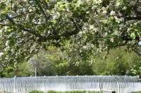 Coast Village Inn and Cottages