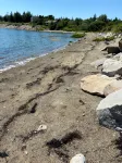 Duck Cove Cottage overlooking beautiful Blue Hill Bay - 3 tähden