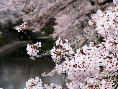 その他 星野リゾート 界 アンジンの写真
