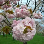 Shokanto Onsen Ryokan Hotels in Owani