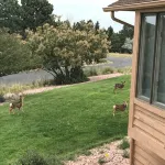 A Spacious Home With Great Views & Wildlife