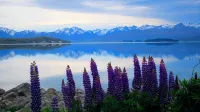 Tailor Made Tekapo Accommodation - Guesthouse & Hostel