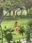 Highland Hills- Family, Farm, Golf and Goats