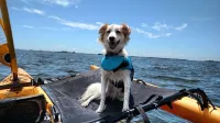 Ozona Guesthouse! 3 Blocks to Pinellas Trail, Brewery, Eats, & Dog Friendly!