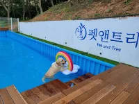 Seosan Pet & Tree Dog Glamping (Individual Barbecue) - Pools
