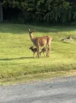 Elk Lodge in Sooke - 3-Star