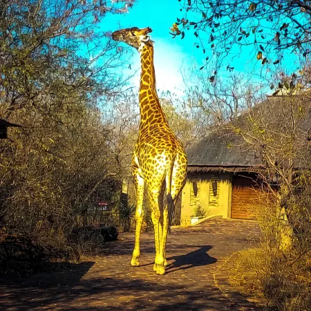 Call of the Wild Lodge