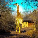 Call of the Wild Lodge - 4 estrellas