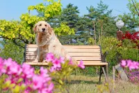 Pyeongchang Petit Pension - Pet friendly