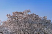 고민카야도 루프 사카노이에