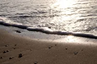 Hampton Home B&B Suites - Beach