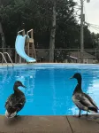 Calm Waters Resort
