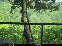 Vythiri Resort - Romantic