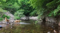 Duo Pension - Pet friendly