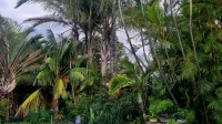Kennington Palms B&B/Self Catering