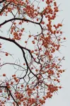 Yushan · Jiezi Family Vacation Homestay - Inns