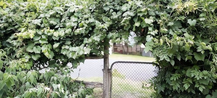 Lotte's Hjem | A 150 year old cottage in the heart of Pambula Hotels in Merimbula