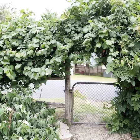 Lotte's Hjem | A 150 year old cottage in the heart of Pambula