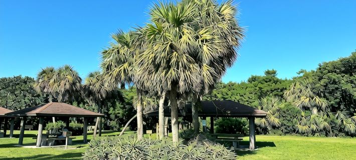 SOUTH BEACH & PARK at your Doorstep • DOLPHIN COTTAGE • Comfy Fun Vero Beach Hotels in Vero Beach
