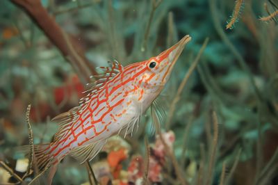 その他 アンサナ イフル モルディブの写真