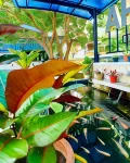 Ahlen Pangandaran Hotels in Pangandaran