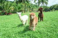 Yanoda Rainforest No.1 Hotel - Family