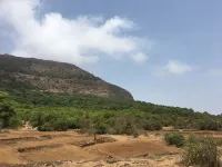 Canary Forest Camping