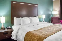 컴퍼트 인 앤드 스위트 산 마르코스