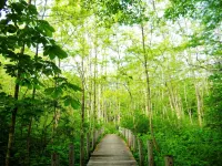Pension Azeria - เพนชั่น