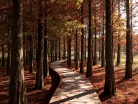 Ningguo · ManqiChenguangli | Starry Sky Terrace Coffee B&B - Mountain view