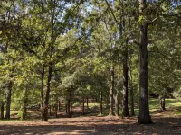 Cabin Bliss - Just 1 Mile from Lake Lanier / 5 Acre / 5 BR with Hot tub