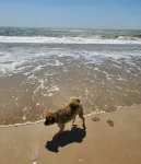 BEACH PLEASE! Amazing Ocean and Sound Views with Easy Beach Access! Pet Friendly - en bord de mer