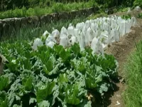 Minshuku Amagibeniya