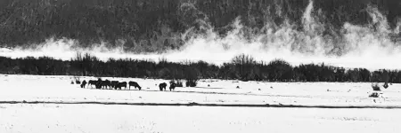 Iron Wolf nestled in the Sangre de Cristo Mtns...Ski/Hike/Fish/Hunt Casita