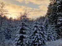 Tannenhöhe vacation apartment right by the forest Hotels in Oberharz