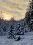 Tannenhöhe vacation apartment right by the forest - Homestays
