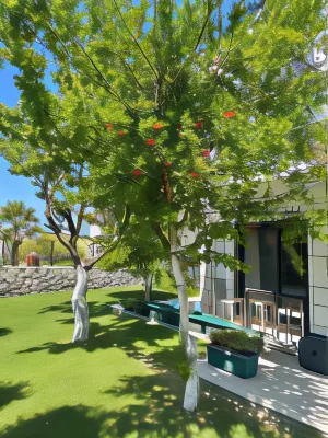 Dalyan Risus Suite