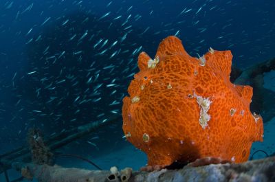 その他 アンサナ イフル モルディブの写真