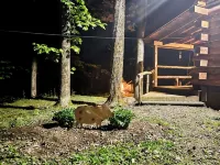 Charming Full Bed & 2 Twin Bed  cabin w/AC, Heat, WiFi in lovely Cooperstown,