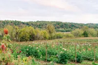 Flower Farm 3BR/2BA Mid-Century Farmhouse Near Mammoth Cave