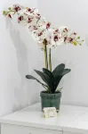 Luxury Rooms Floramye