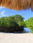 Beach Front Honeymoon - Beach