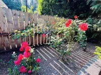 Charming 2BR w/ Garden Retreat & 2 Free Parking - 2-Star