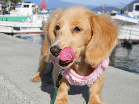 Shirane-so Отели рядом с достопримечательностью «Darumayama»